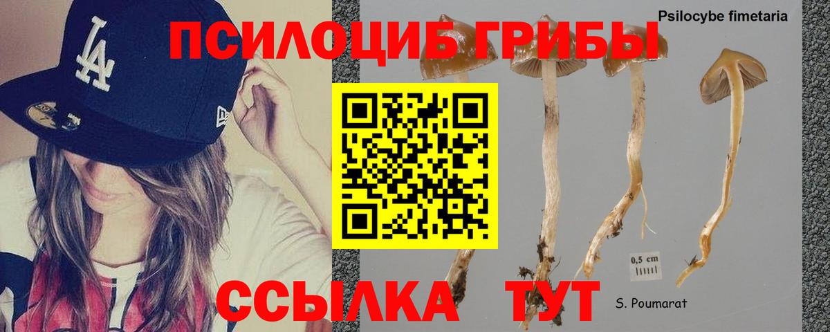 Галлюциногенные грибы прущие грибы Борисоглебск